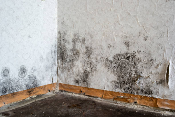 Falkville, AL Mold Removal Company